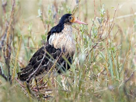 Ruff - eBird