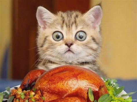 25 Super funny Thanksgiving memes that will make you smile