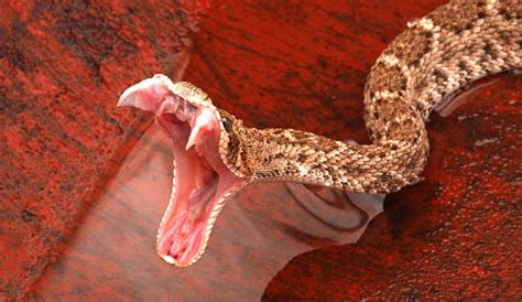 Royalty Free Snake Fangs Pictures, Images and Stock Photos - iStock