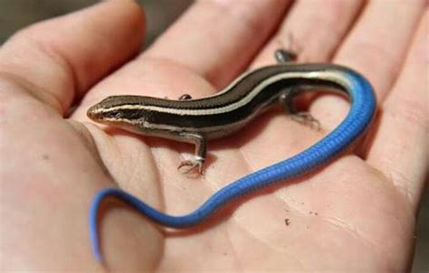 Pin by Brianna Helms on Estimação | Blue lizard, Cute reptiles, Reptiles