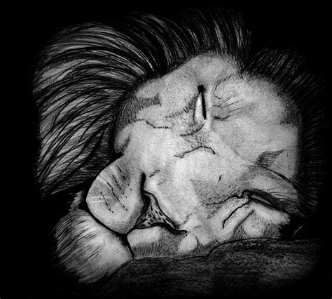 Sleeping Lion Painting by Saki Art - Fine Art America