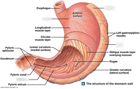 stomach regions Diagram | Quizlet