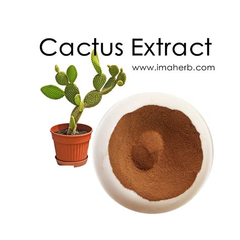 Cactus Extract, Prickly Pear Powder, Hoodia Gordonii Extract