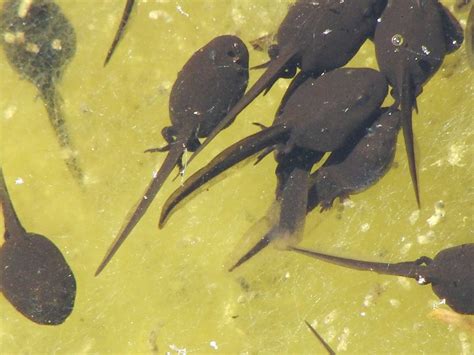 How Long Does It Take for Tadpoles to Turn into Frogs? - Learn About Nature