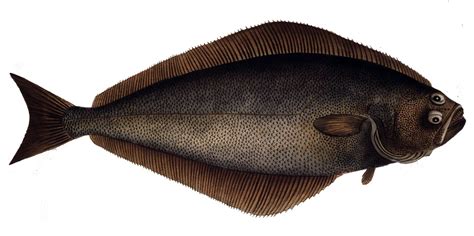 Atlantic Halibut - NAT