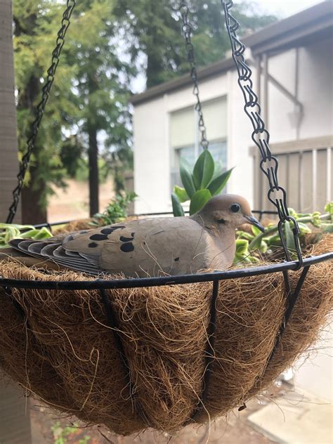 Dove’s nest update: got a pretty good closeup to help with name picking. I was thinking Flora ...