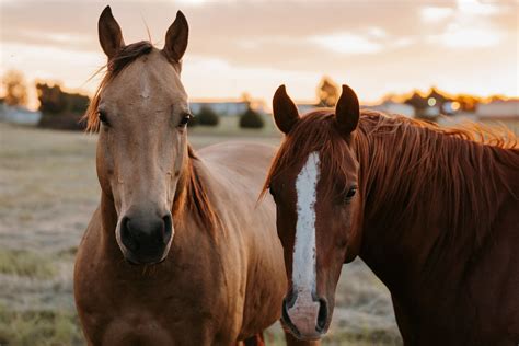 3 Types of Exercises to Incorporate Into Your Horse's Training Routine ...