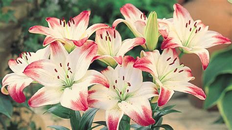 Floral Favorites: Planting the 10 Most Popular Flowers to Brighten Your Garden