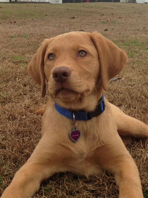 Labrador Fox Red Lab Puppies