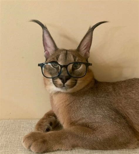 Create meme "cat, Caracal" - Pictures - Meme-arsenal.com