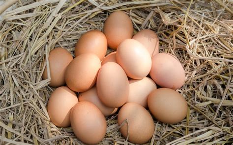 Bielefelder Chicken Eggs - All You Need to Know - LearnPoultry