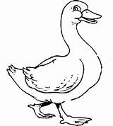 Flying Geese Coloring Pages At GetColoringscom  Free Printable sketch template