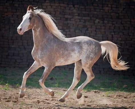 Unusual Horse Colors | Unusual horse, Rare horses, Most beautiful horses