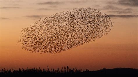 Audubon’s Zachary Slavin Explains Why Starling Flocks Captivate | Audubon