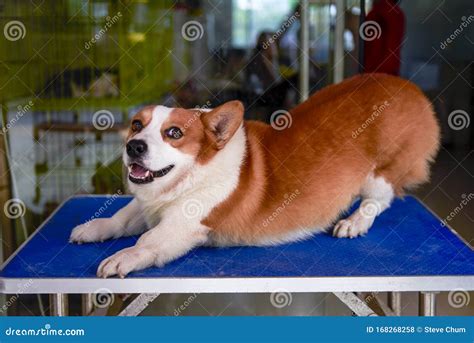 A cute fat corgi dog stock photo. Image of brown, color - 168268258