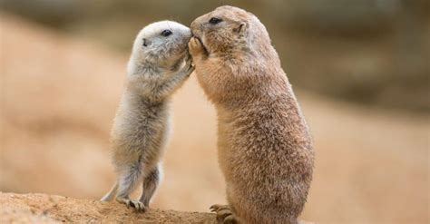 10 Incredible Prairie Dog Facts - W3schools