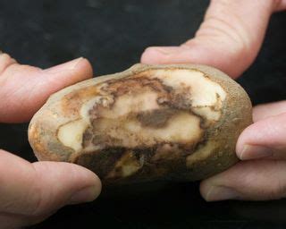 Potato blight explained – plus Monty Don's tips for treatment ...