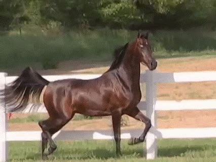 cheval trotter Image, GIF animé