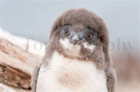 Adelie Penguin Chick – Tom Murphy Photography