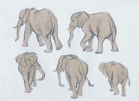 Elephant Drawing Reference and Sketches for Artists