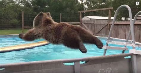 Bruiser Bear Enjoying a Refreshing Dive in His Swimming Pool