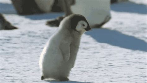 Penguin Running GIFs - Find & Share on GIPHY