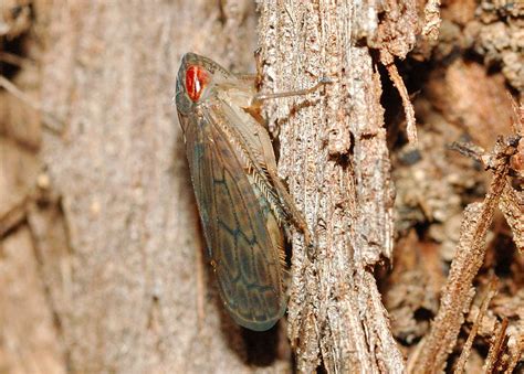 Brown Leafhopper - Neotartessus flavipes