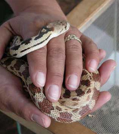 The 4 Best Breeds of Snakes to Have as Pets - PetHelpful