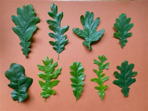 Oak leaves | ObsessedByNature