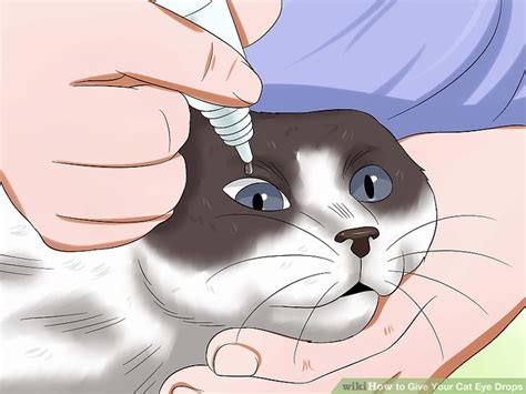 How to Give Your Cat Eye Drops: 11 Steps (with Pictures) - wikiHow