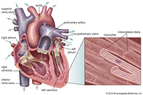 heart (anatomy) | Heart muscle, Cardiac muscle cell, Muscle anatomy