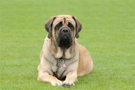 15 Fawn Dog Breeds: Beautiful Brown!