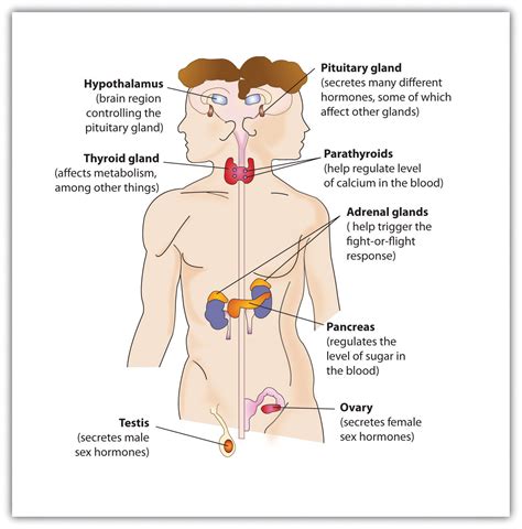 3.4 Putting It All Together: The Nervous System and the Endocrine System – Introduction to ...