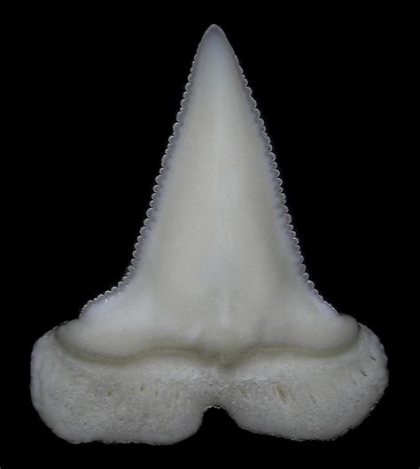 Shark Tooth ID Greater Hammerhead? - Fossil ID - The Fossil Forum