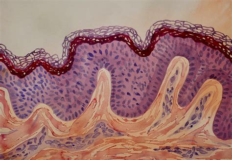 Skin cells - BioLamina