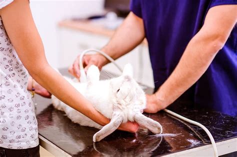 Spaying A Rabbit Procedure - Gegu Pet