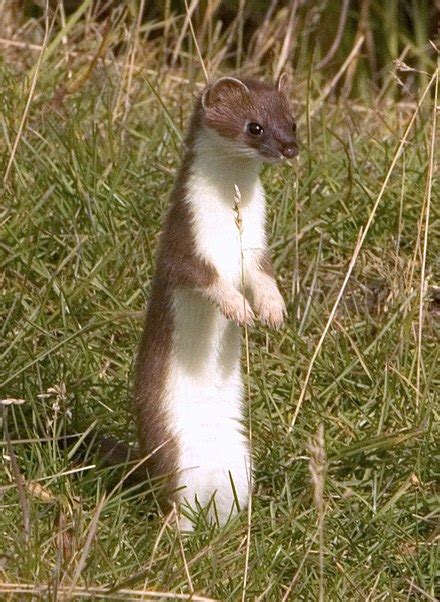 stoat - Wiktionary, the free dictionary