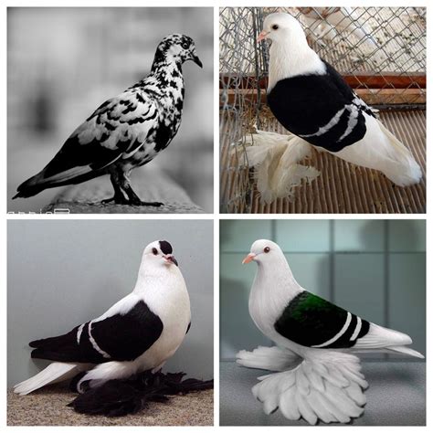 Black & white pigeons | Pigeon pictures, Pigeon breeds, Pigeon loft