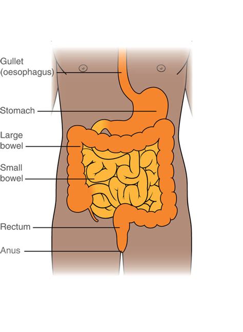 Intestine Diagram Anatomy