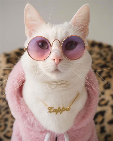 Zappa the Instagram Model Cat Is Inspired by Gigi Hadid and Has the ...