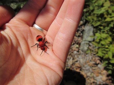 Velvet Ant Sting Treatment - DIY