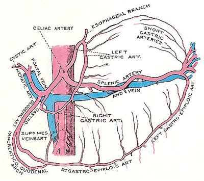 celiac trunk - Google Search | Celiac artery, Arteries anatomy, Arteries