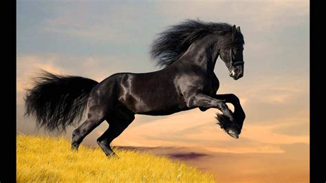 Amazing Horse - Friesian Horses - YouTube