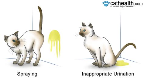 Cat Spraying: Feline Marking Behavior