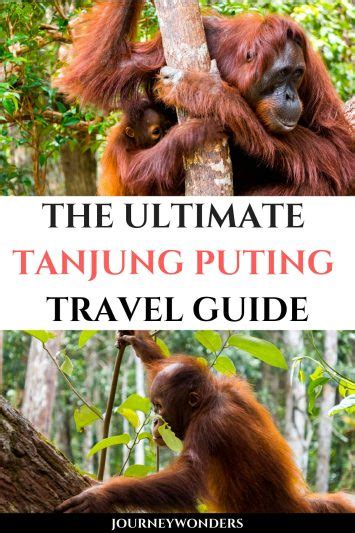 A Visit to the Orangutans of Tanjung Puting, Borneo