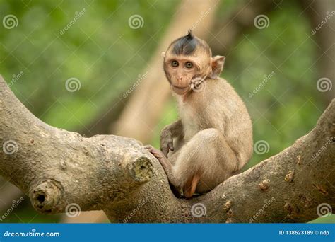 Baby Long-tailed Macaque on Branch Faces Camera Stock Image - Image of primate, macaque: 138623189