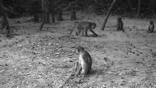 Monkey business (ស្វា) | Monkeys around Ankor Wat | Flickr