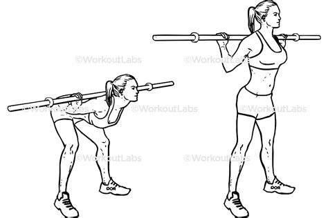 Barbell Good Mornings – WorkoutLabs Exercise Guide