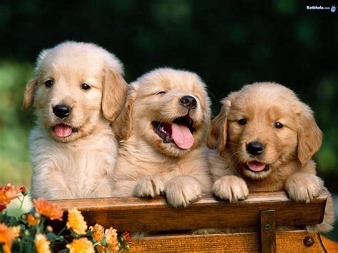 happy puppies - I LOVE ANIMALS Wallpaper (2824533) - Fanpop