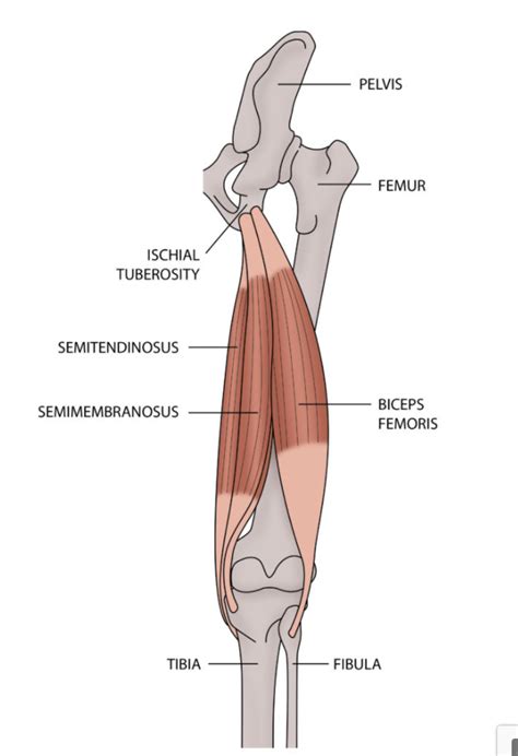 The basics of hamstring injuries – anatomy and prevention tips — Fit ...